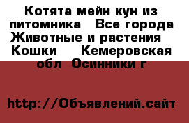 Котята мейн-кун из питомника - Все города Животные и растения » Кошки   . Кемеровская обл.,Осинники г.